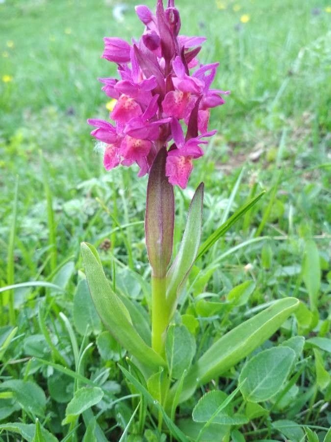 Orchidea sambucina 10