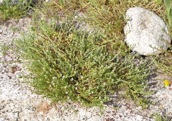 Plagiobothrys bratteato 6