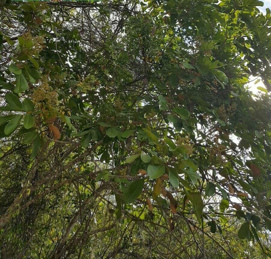 Cupania americká 8