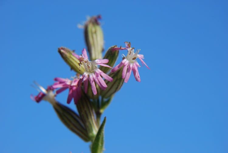 Silene scouleri 2