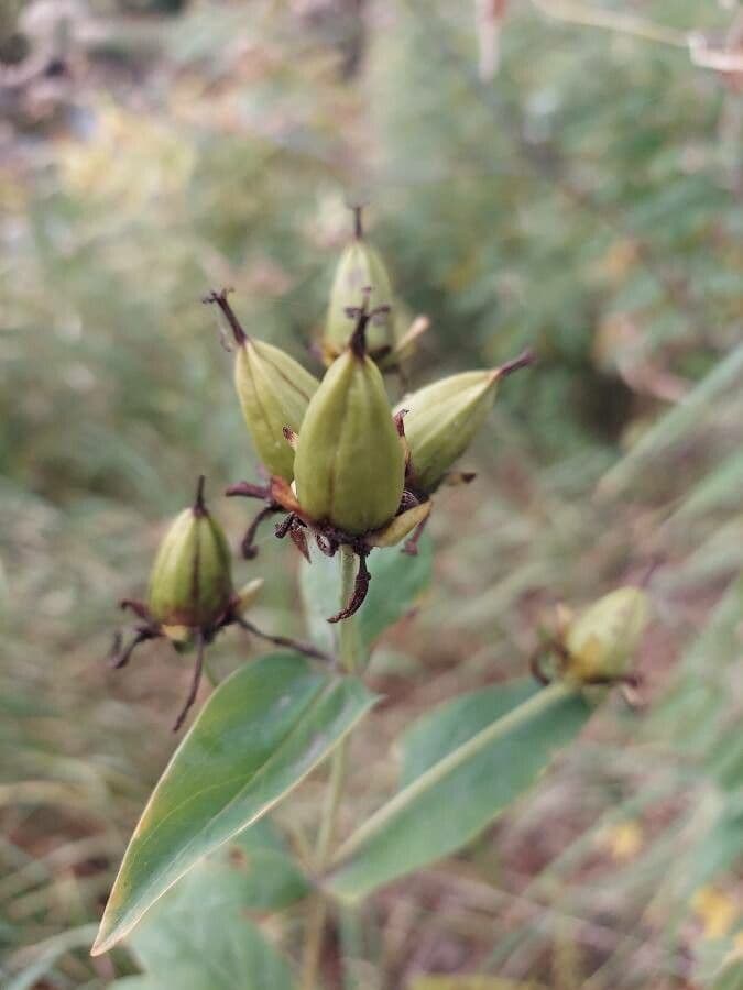 Millepertuis ascyron
