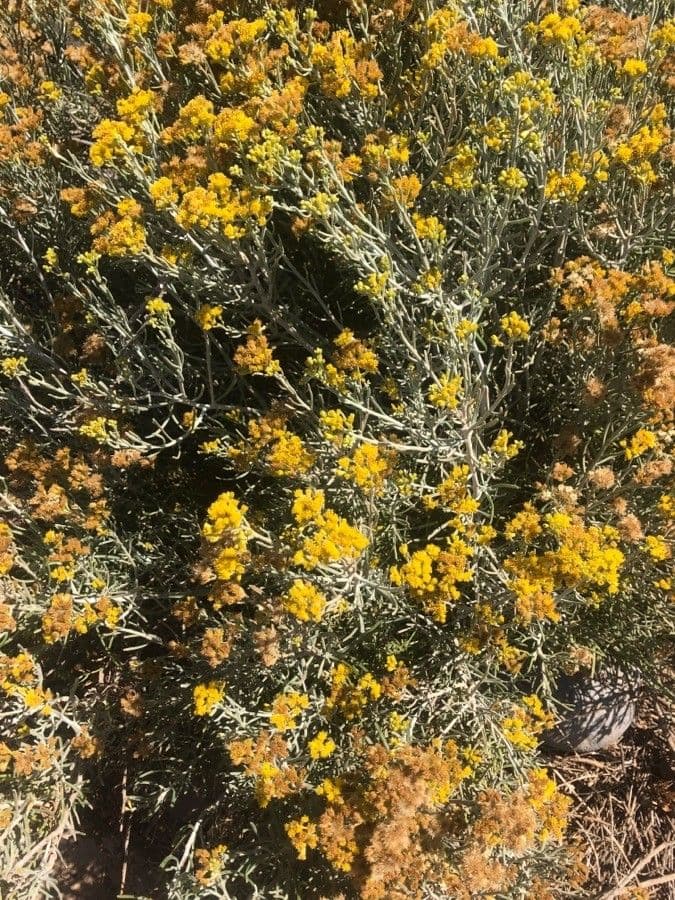 Schizogyne 13