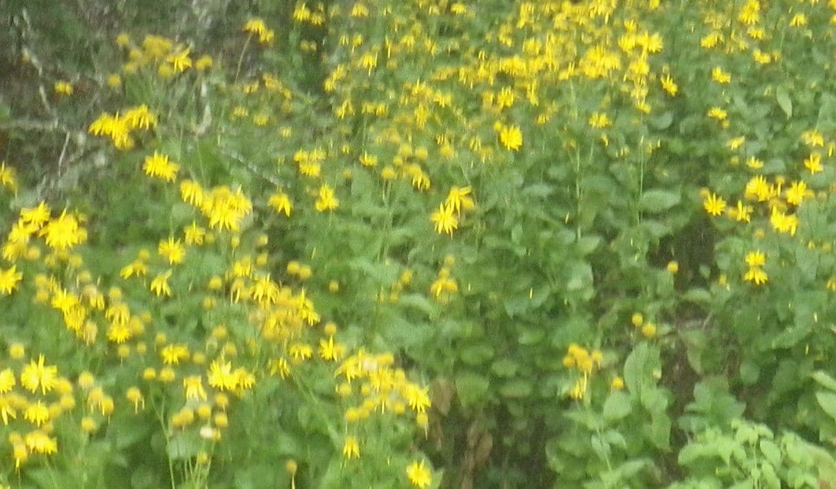 Doronicum austriacum 8