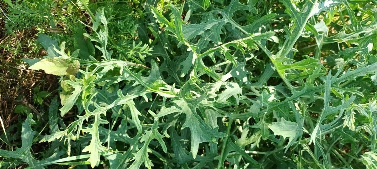Crambe 7