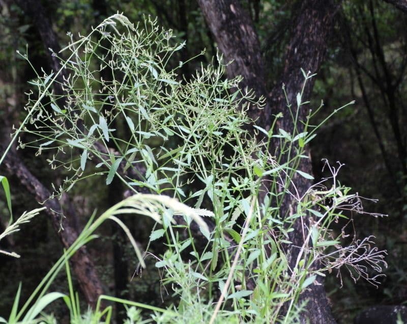 Verbena litorale 7