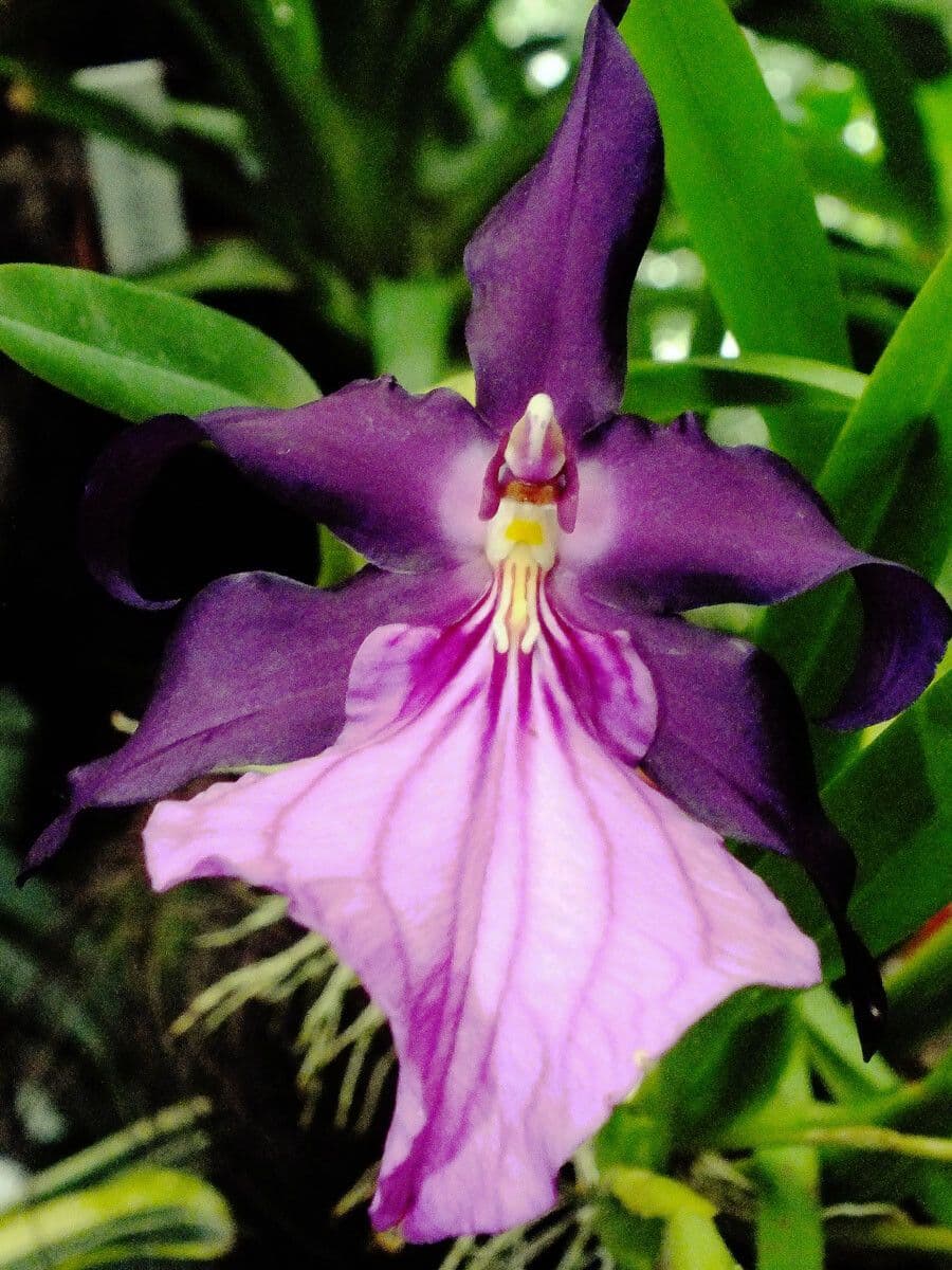 Orchidea 3