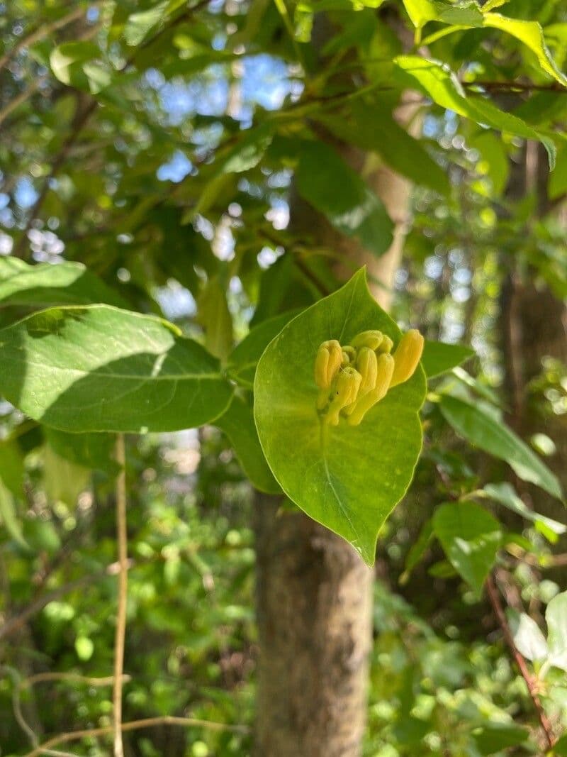 Caprifoglio dioico 16