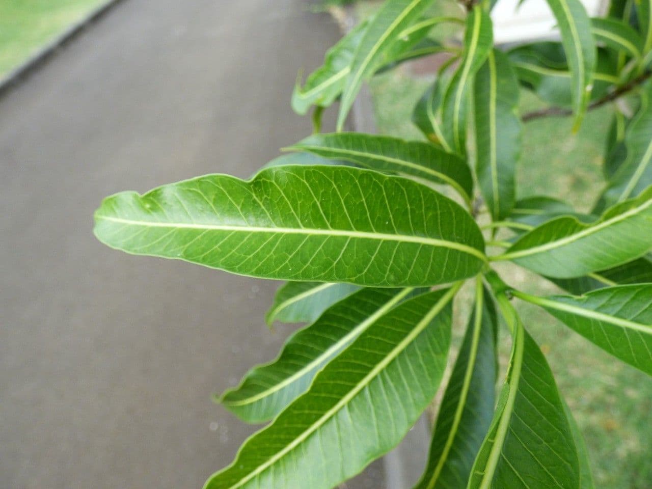 Tabernaemontana persicariifolia 11