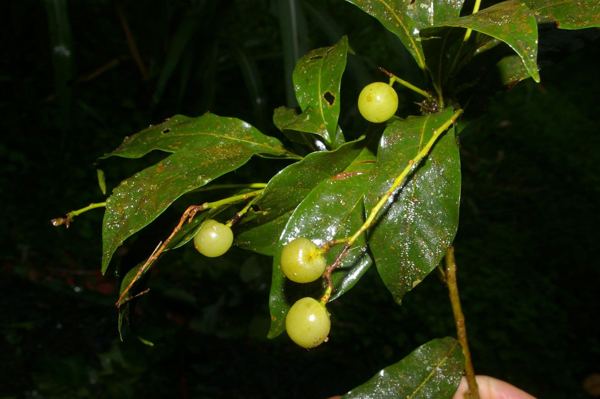 Meliosma