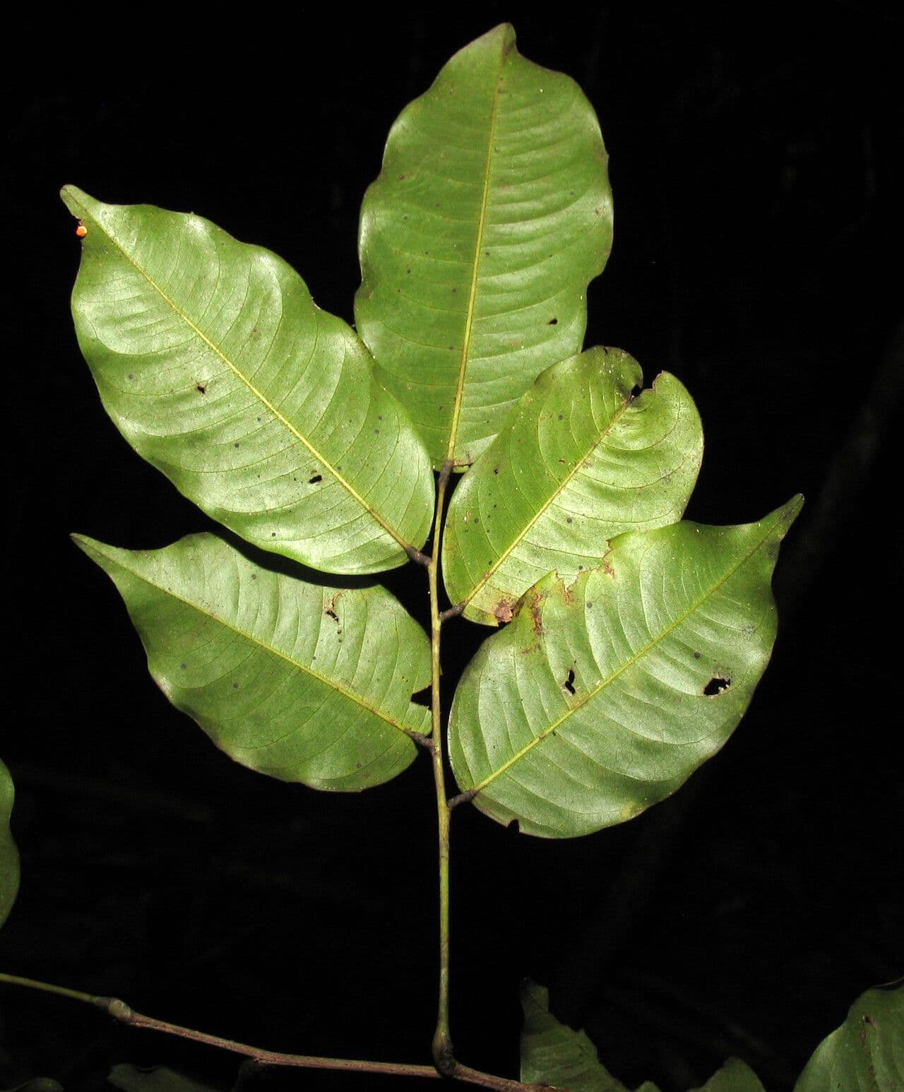 Paramachaerium 3