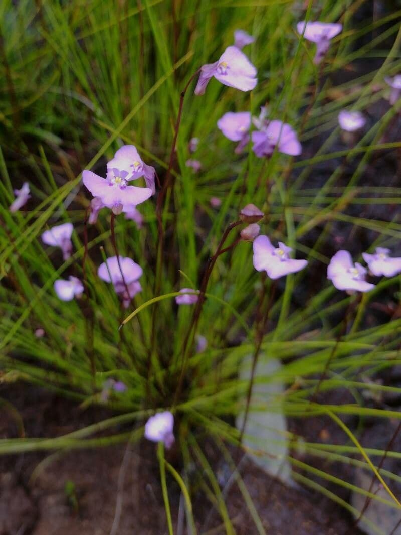 Utricularia 3