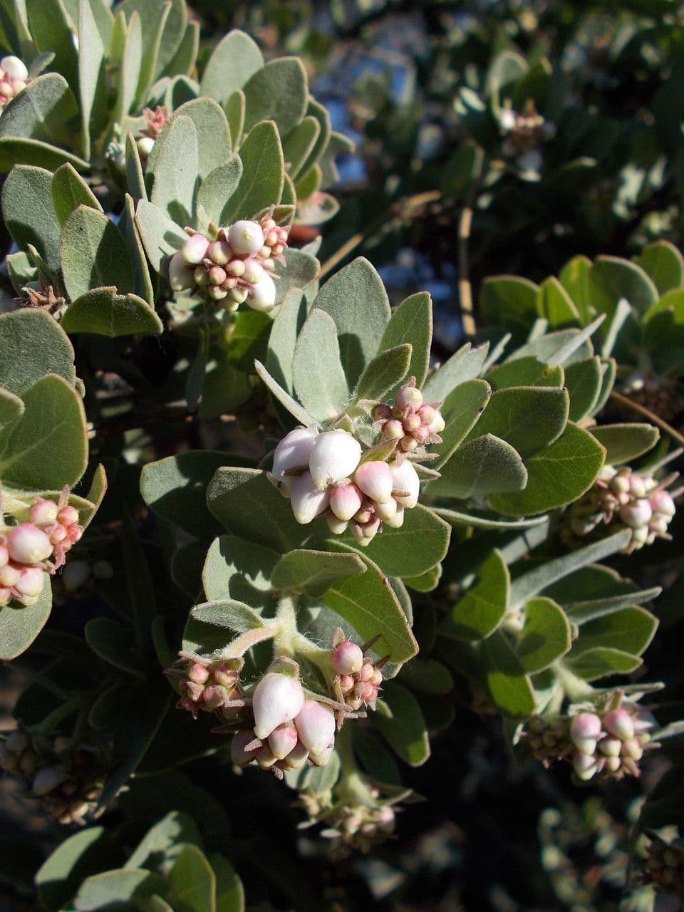 Arctostaphylos 3