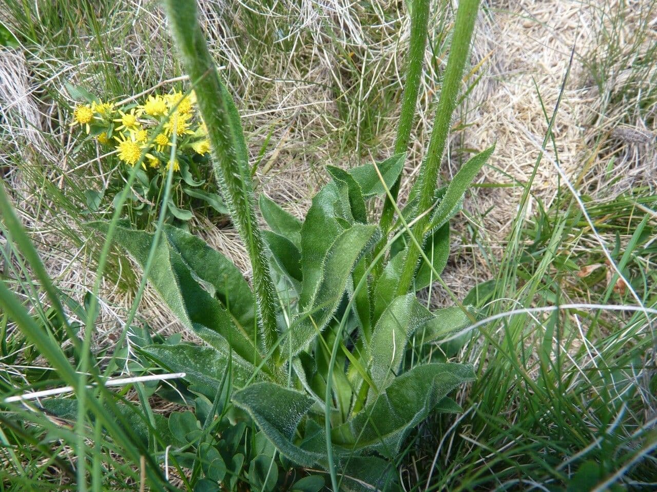 Hypochaeris uniflora 22
