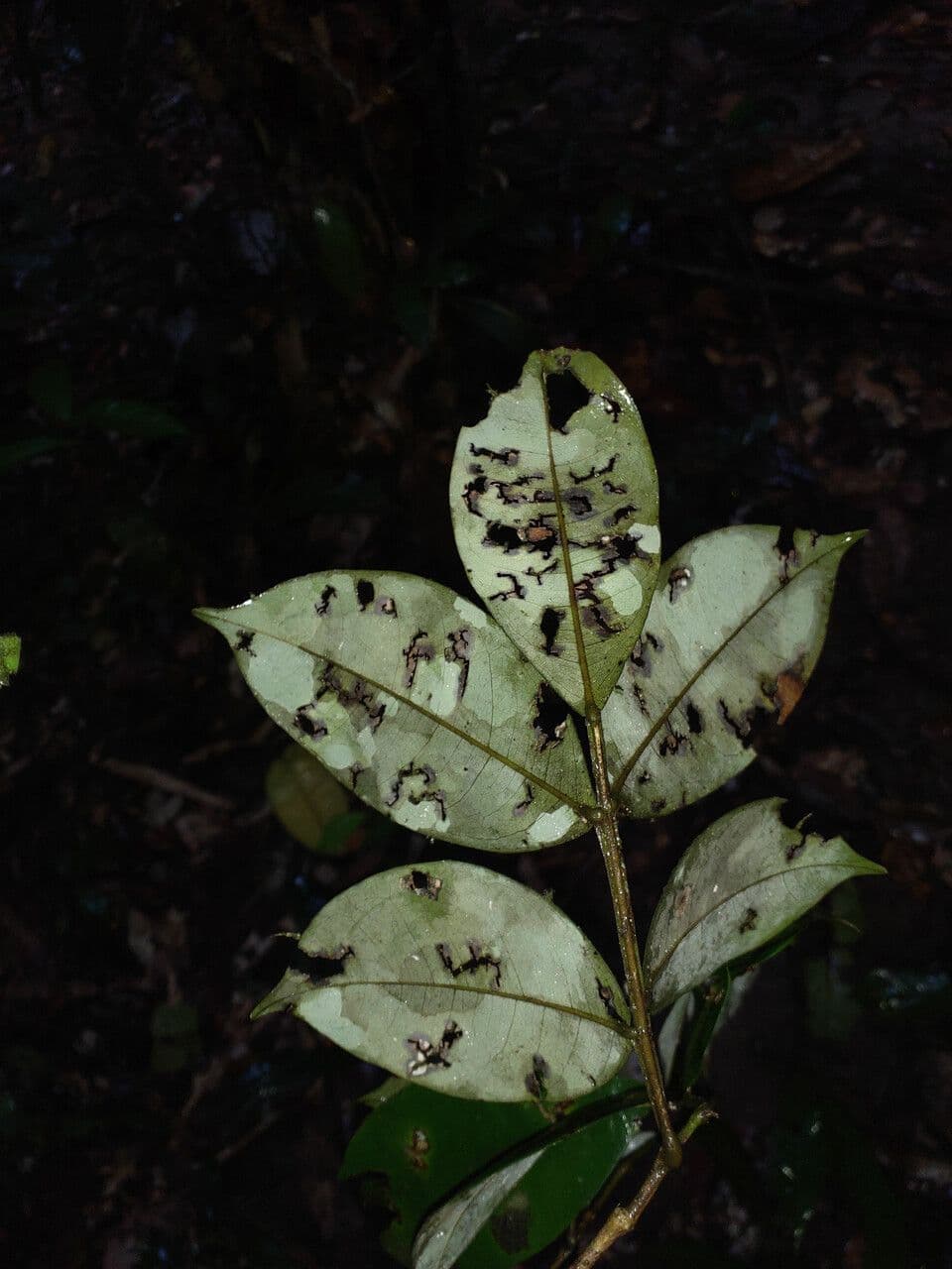 Swartzia 5