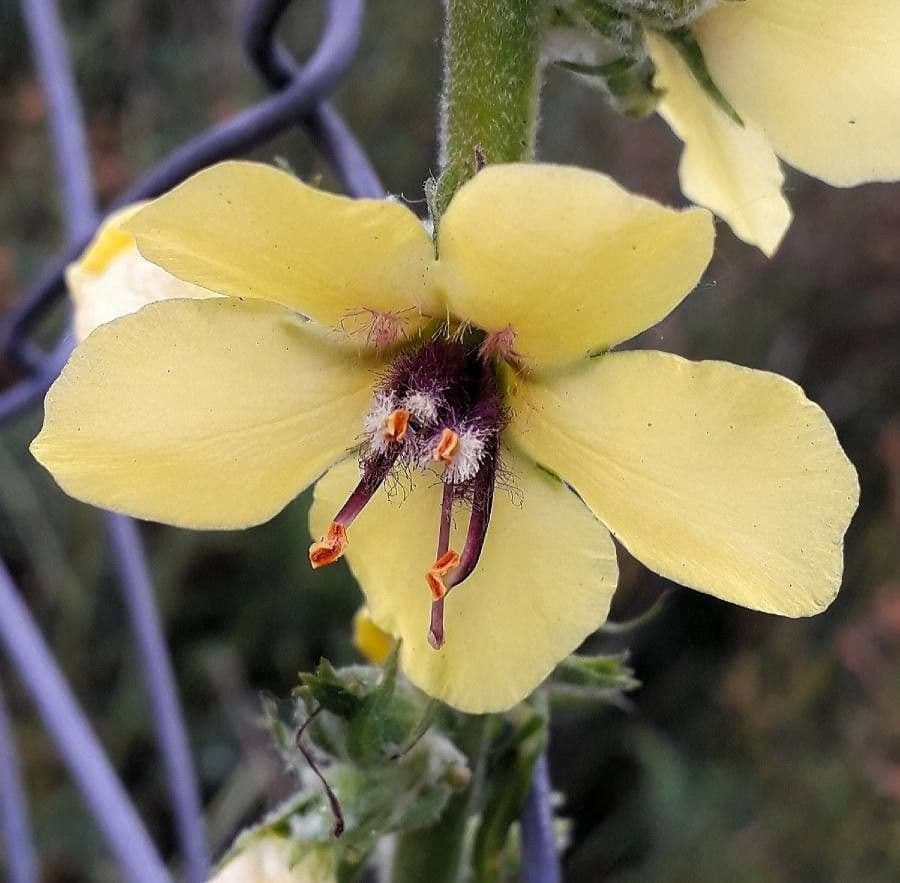 Verbasco blattaria 10