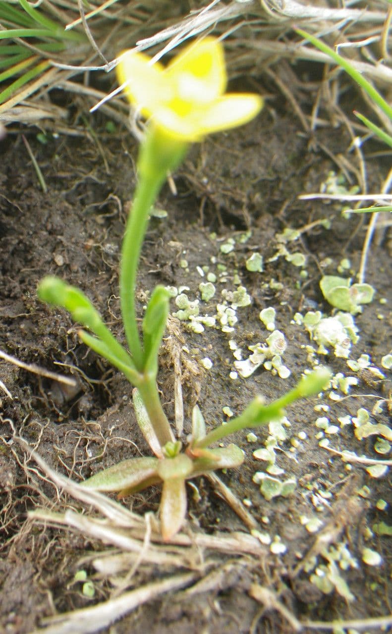 Cicendia filiformis 12