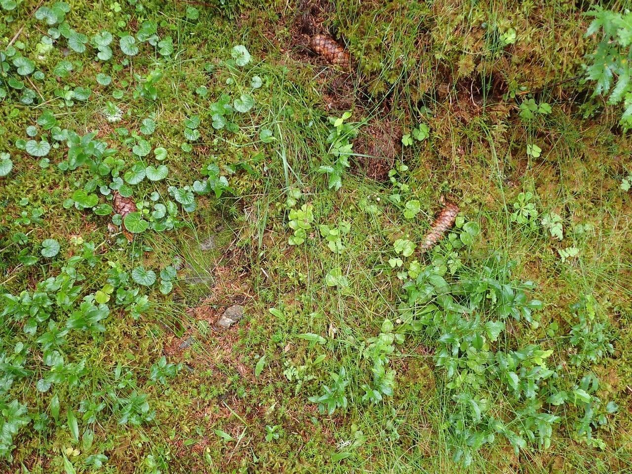 Lesser twayblade 13