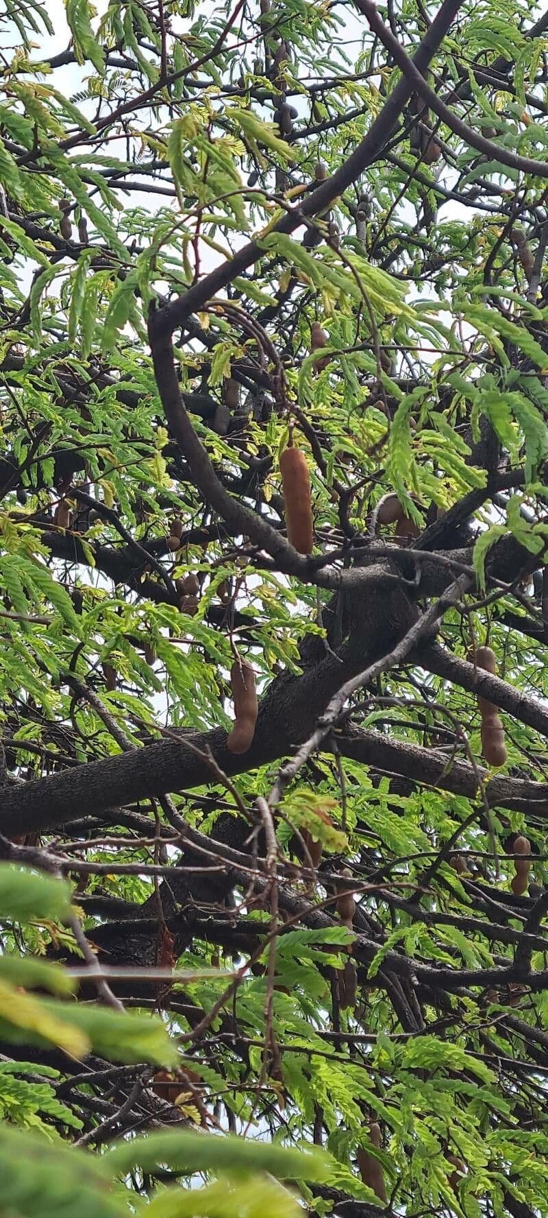 Tamarinde 3