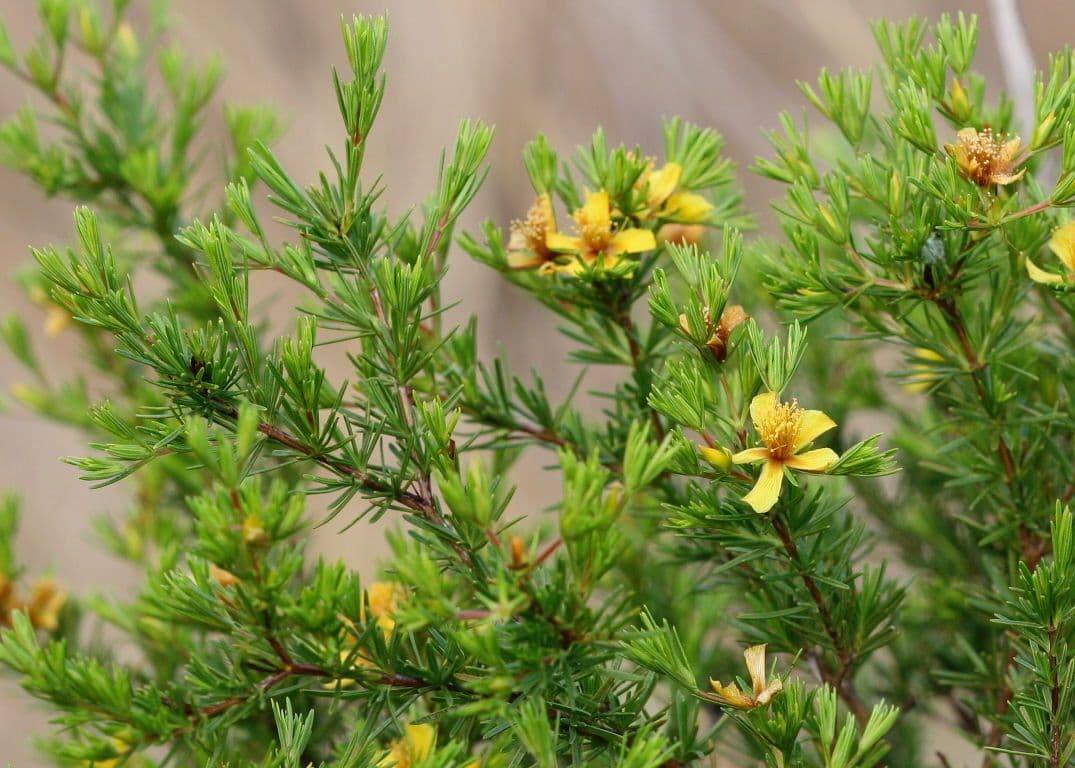 Hypericum fasciculatum 7