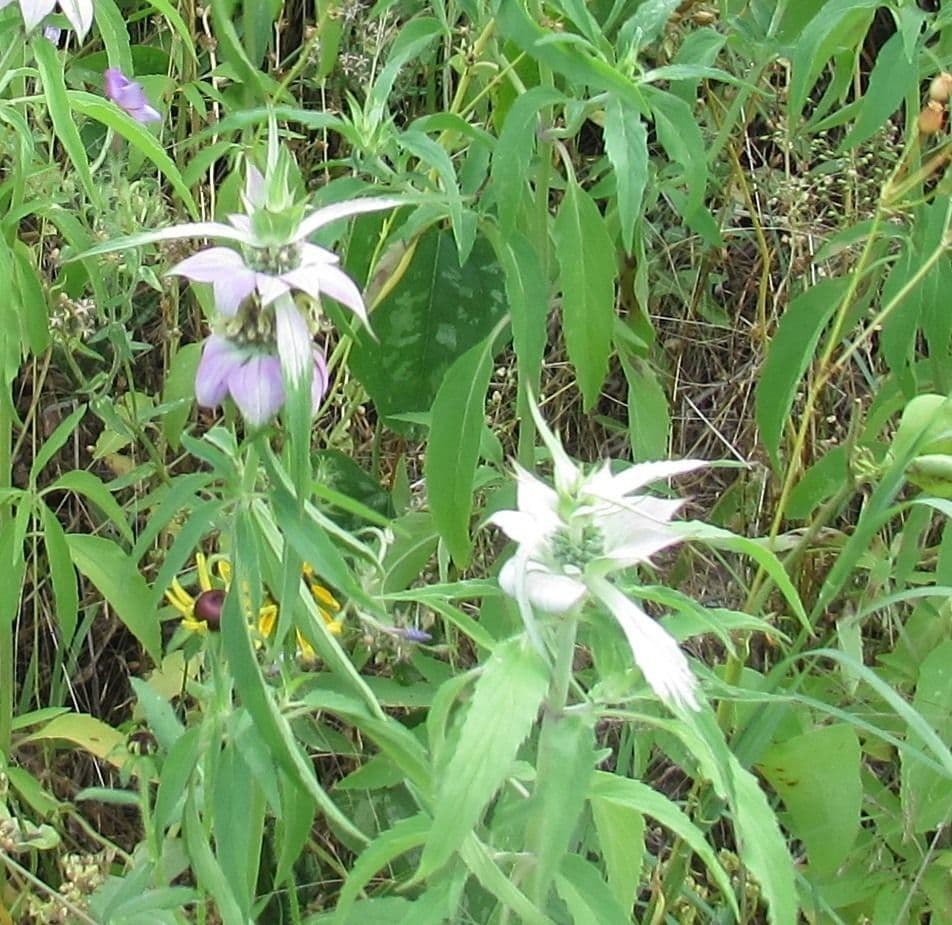 Gefleckte Monarde 9