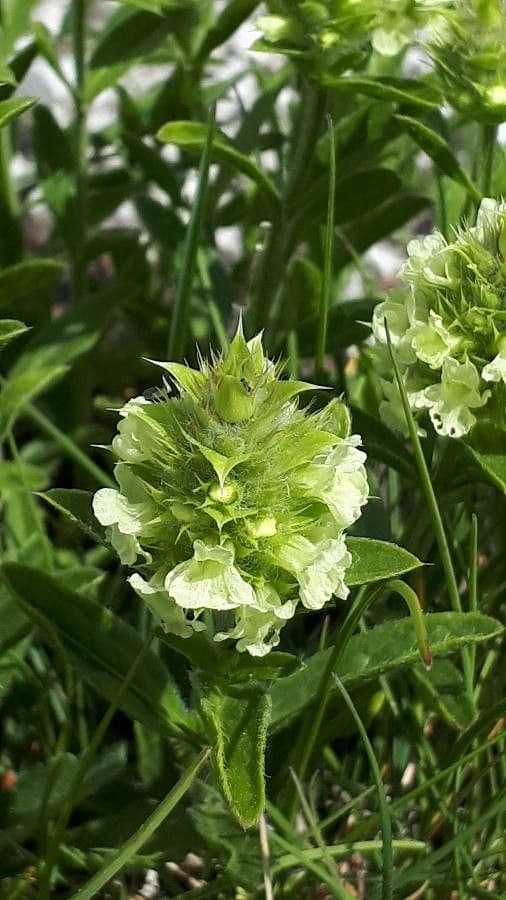 Sideritis hyssopifolia 7