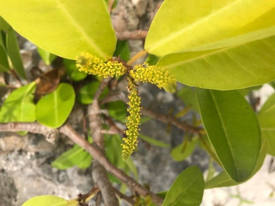 Excoecaria agallocha 9
