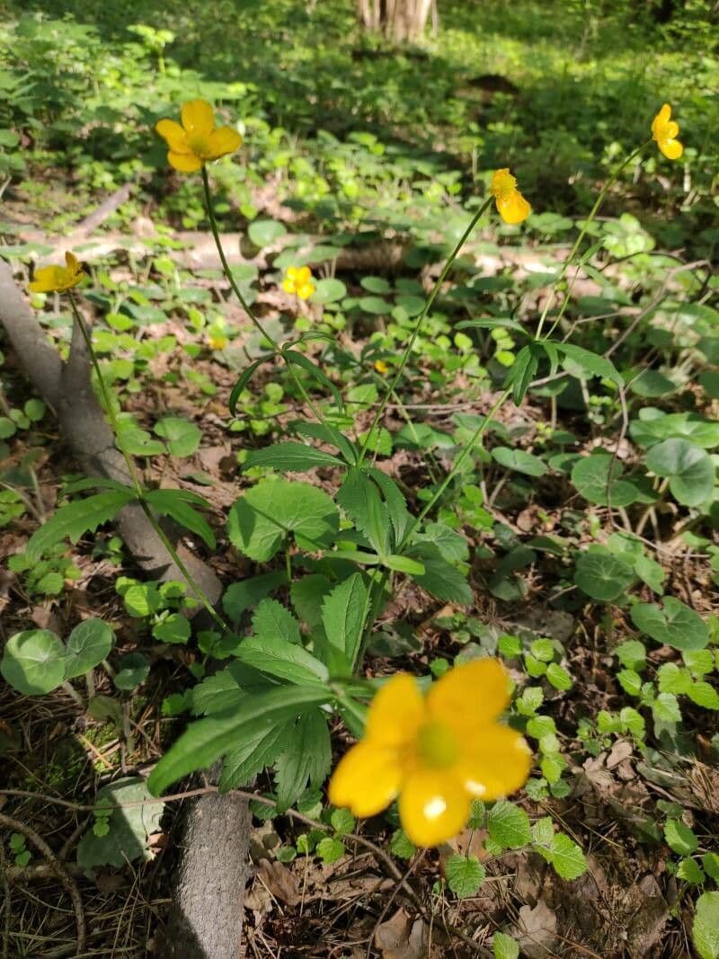 Ranunculus cassubicus 6