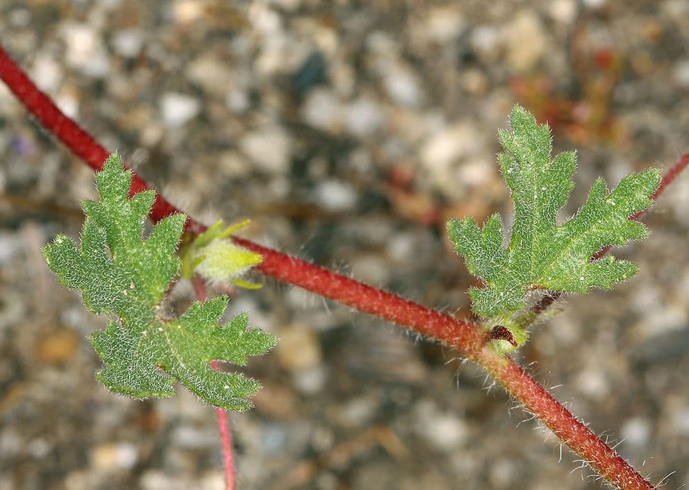 Malva di Parry 15