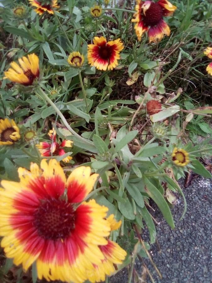 Gaillardia 20