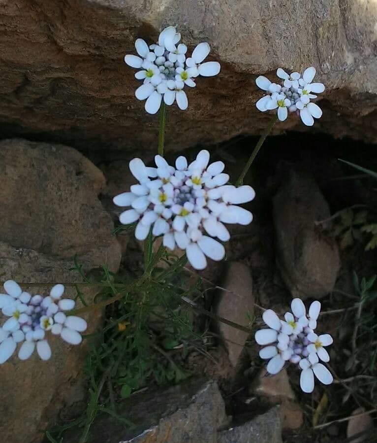 Felsen-Schiffchen 6