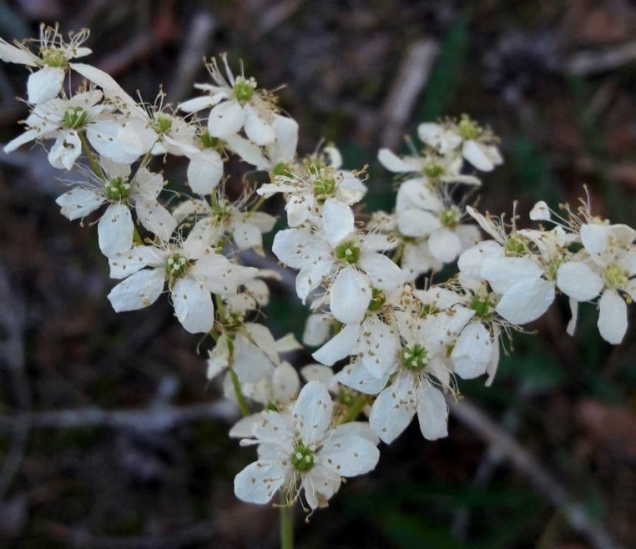 Filipendula comune 8