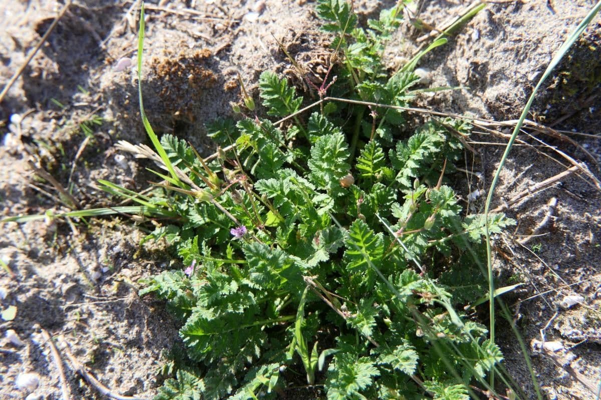 Erodium aethiopicum 15