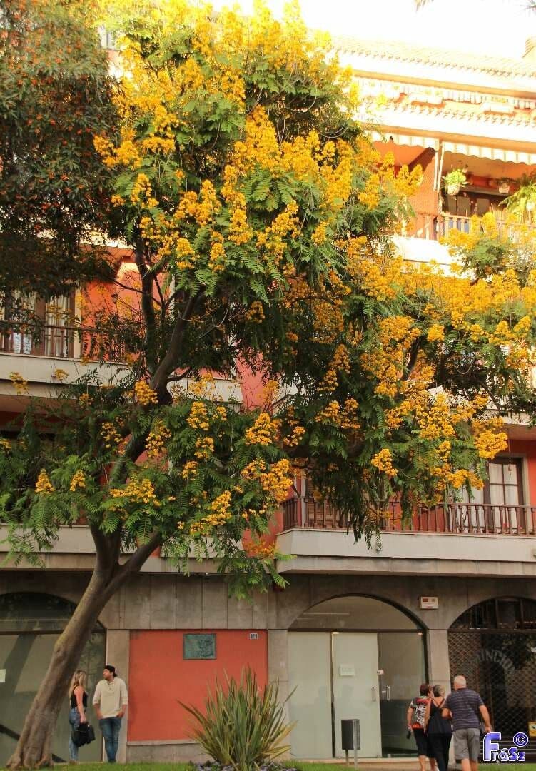 Cassia spectabilis 11
