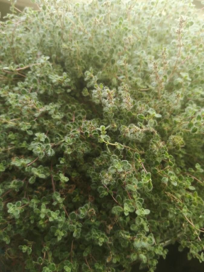 Frühblühender Thymian 15