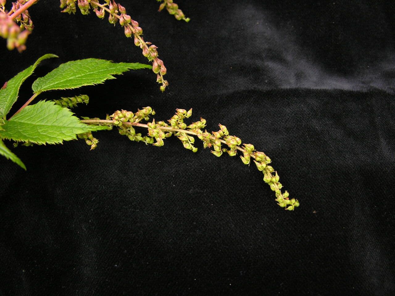 Spirea falsa alta 4