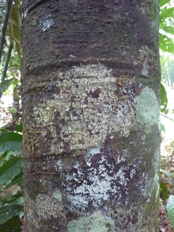 Rhodostemonodaphne 6