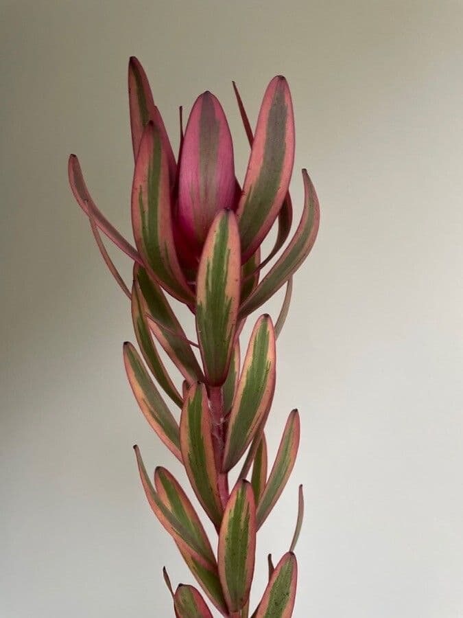 Leucadendron 13