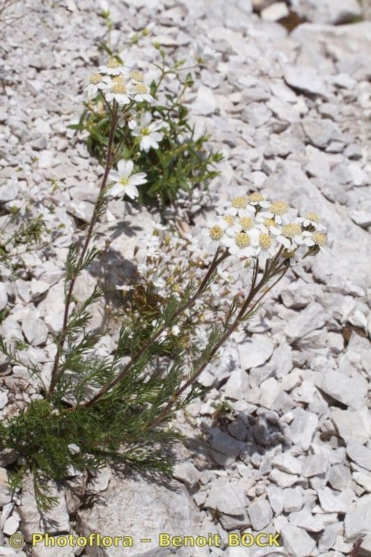 Achillea 10