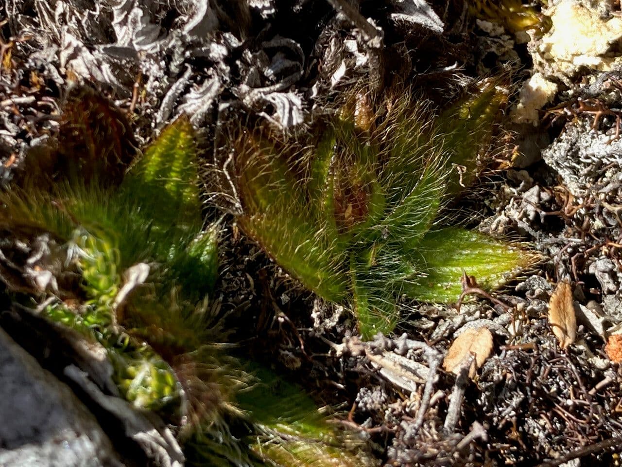 Castratella piloselloides 7
