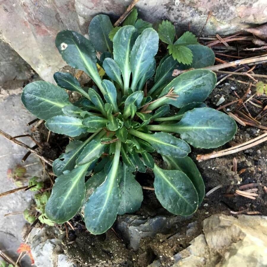 Margherita selvatica 17