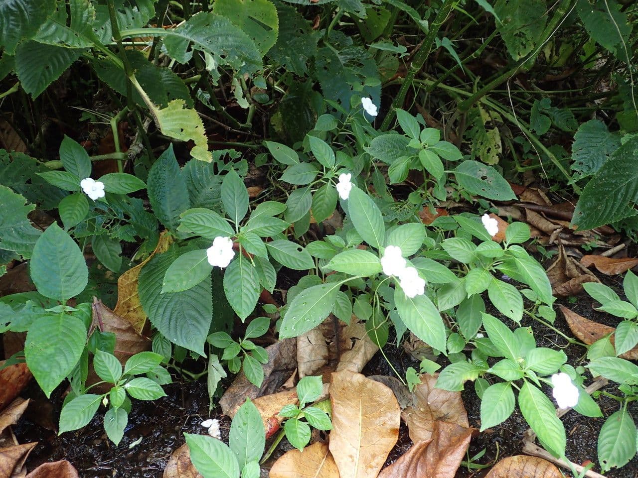 Springkraut 13