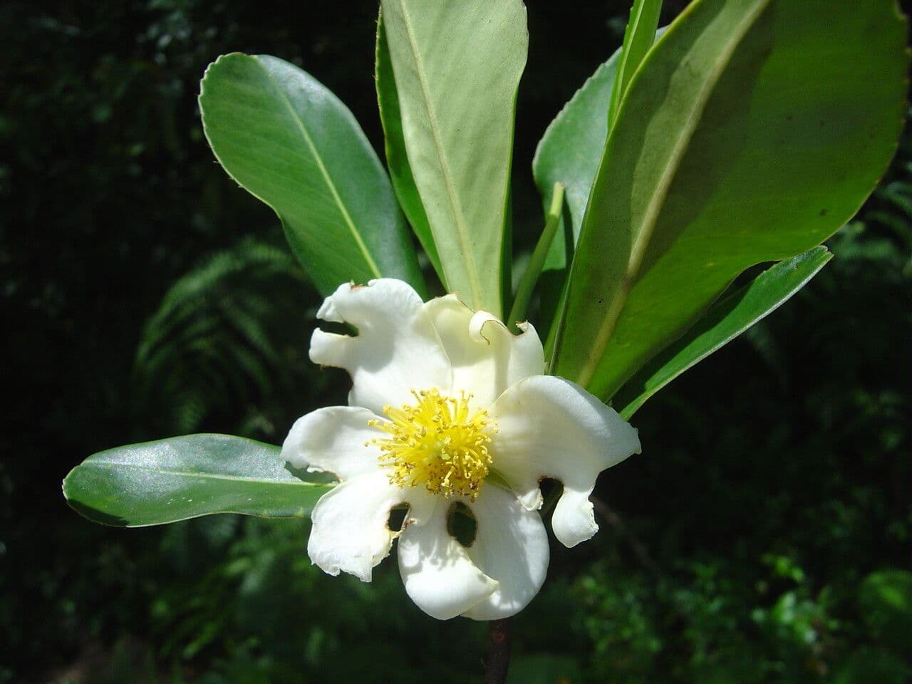 Gordonia arbustiva 4