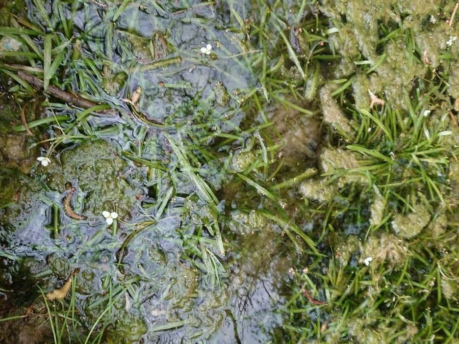 Sagittaria graminea 8