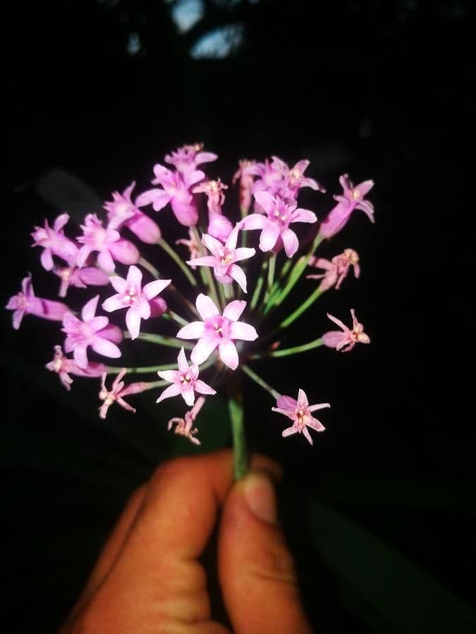 Tulbaghia 5
