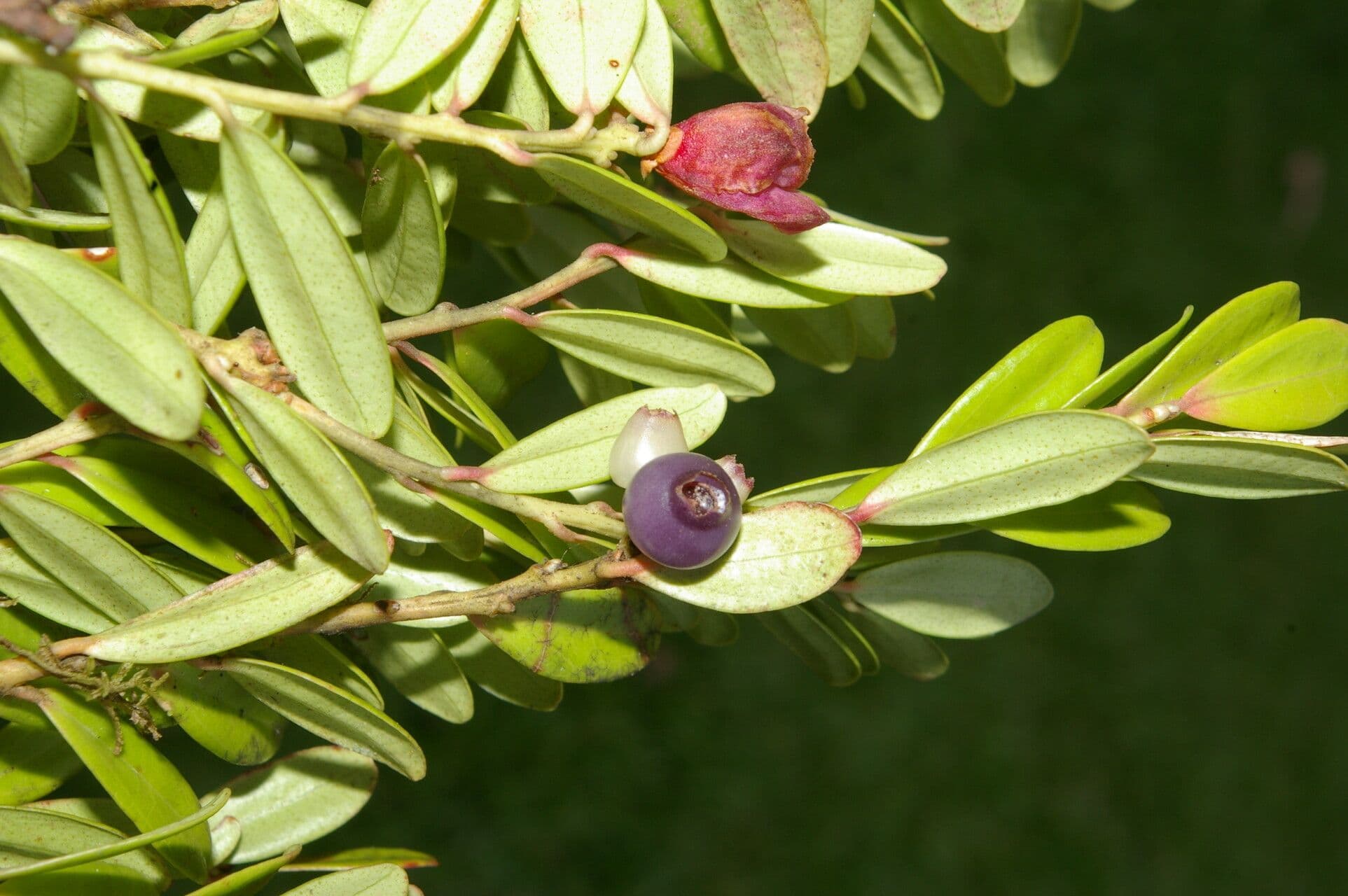 Cavendishia