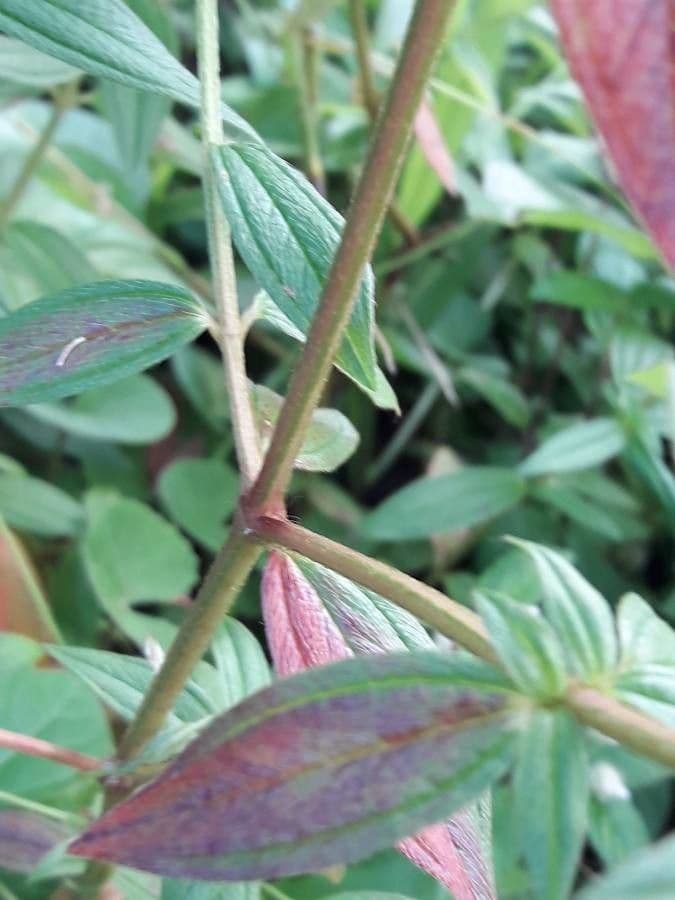 Falsa prateria 17