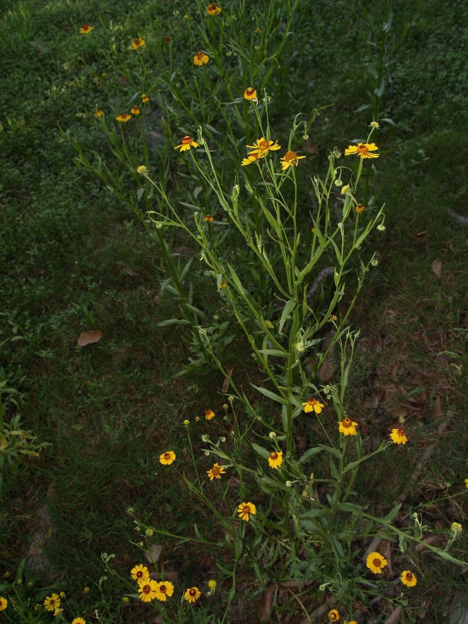Hélenium élégant 7