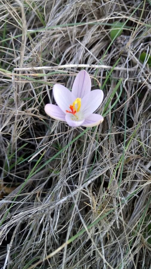 Crocus 4