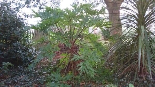 Geranio de Madeira 8