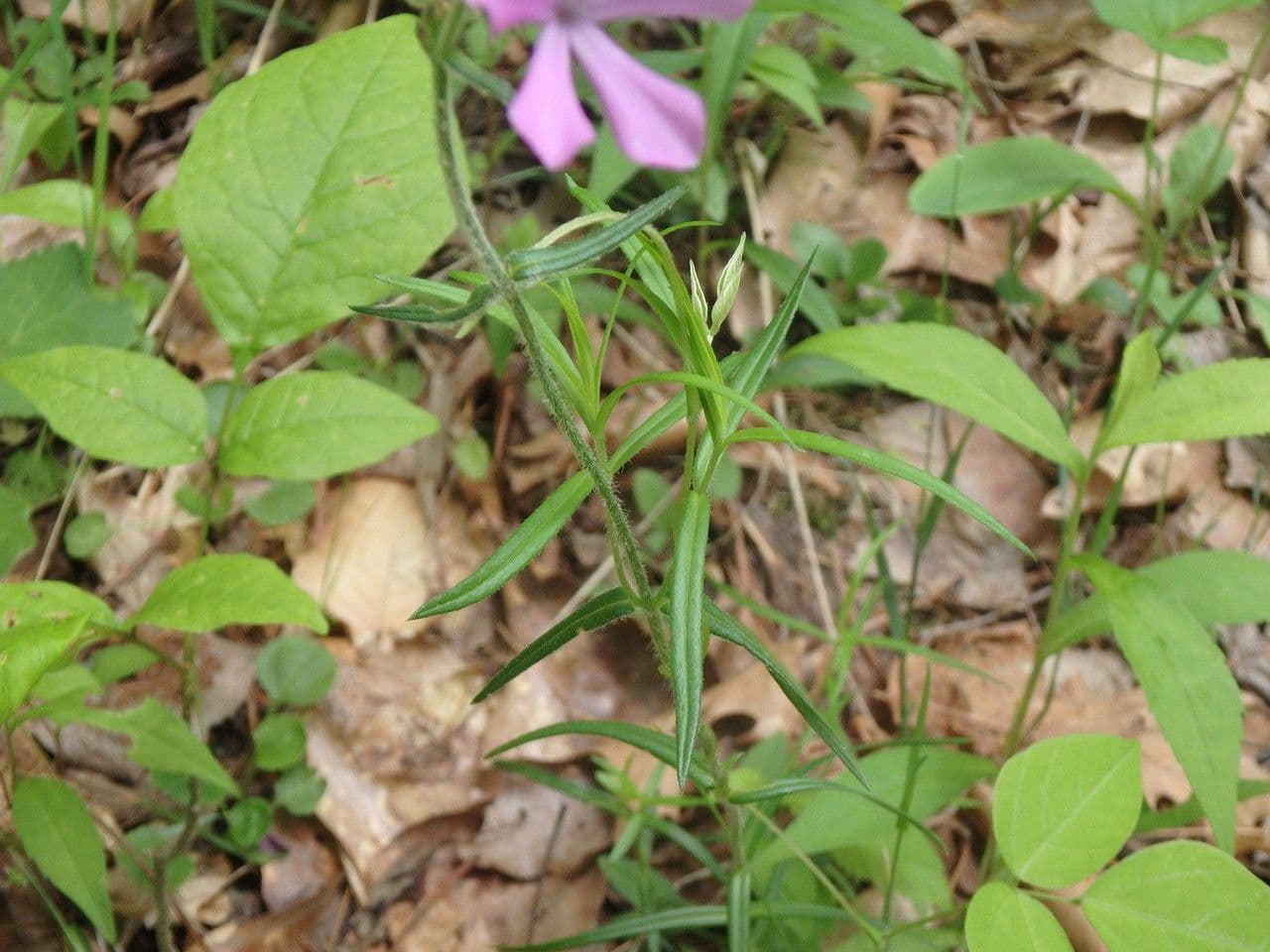 Zottiger Phlox 10